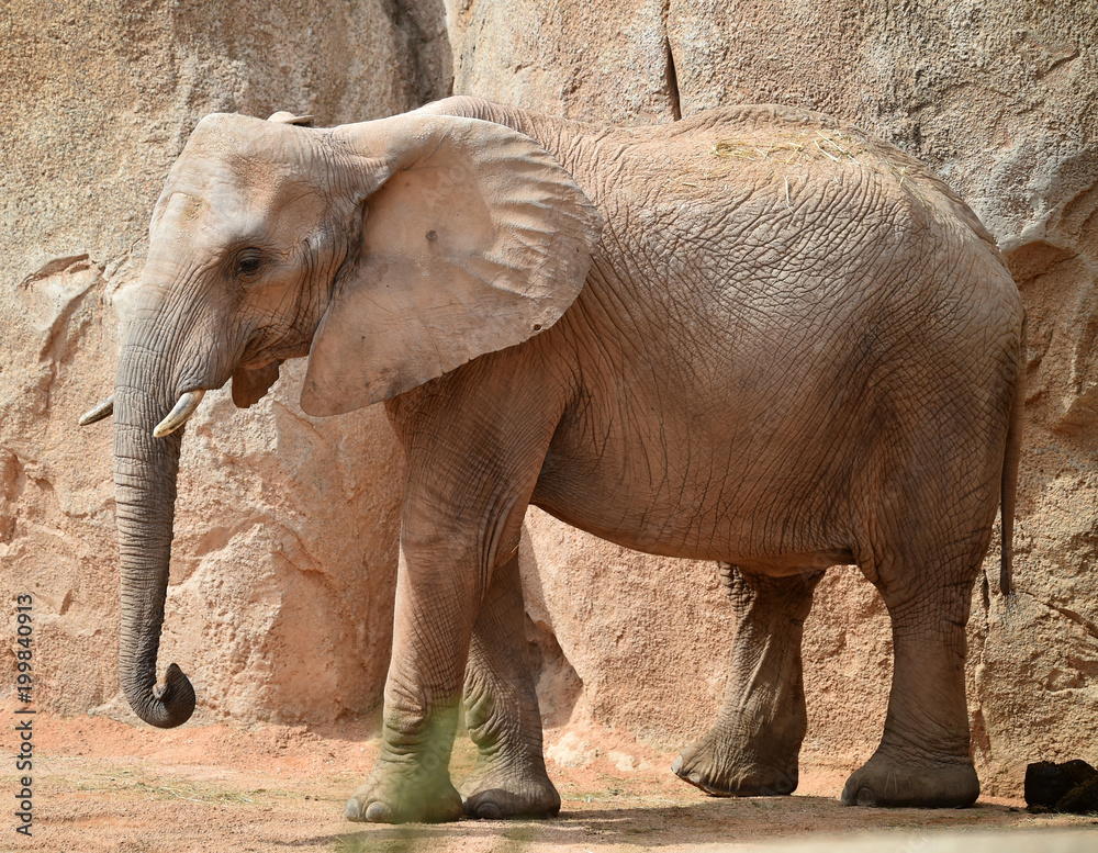 Fototapeta premium elefante en africa