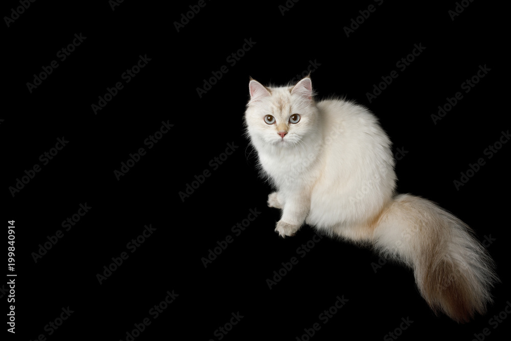 British breed Cat, Color-point fur and Huge Furry Tail Sitting on Isolated Black Background, top view