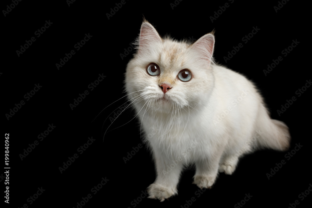 Fototapeta premium British breed Cat, Color-point fur and Blue eyes Walking, Looking up, on Isolated Black Background, front view
