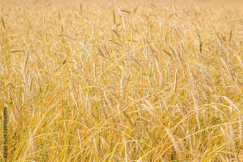 Ripe wheat background. Close up ears