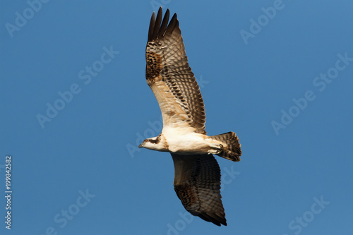 Osprey falcon fly close by