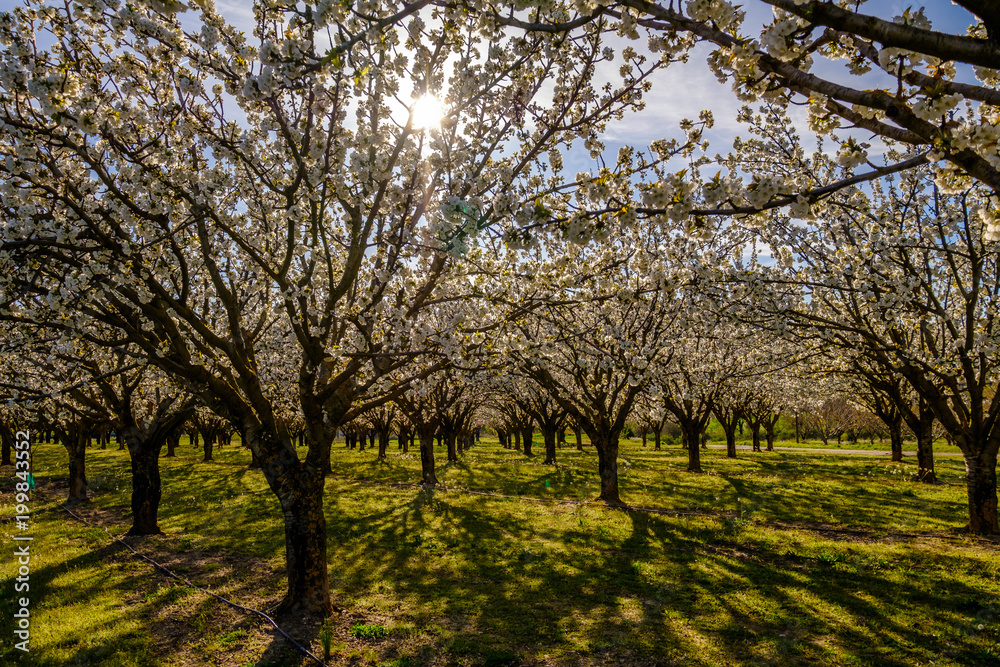 Les cerisiers en fleurs au printemps.  Le soleil à travers les branches. Provence, Luberon. France.