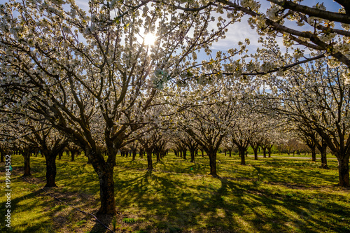 Les cerisiers en fleurs au printemps. Le soleil à travers les branches. Provence, Luberon. France.