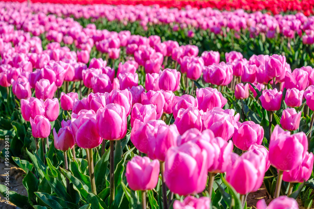 Tulipes roses sur le champ, Provence, France. Tulipes roses sur le champ, Provence, France.
