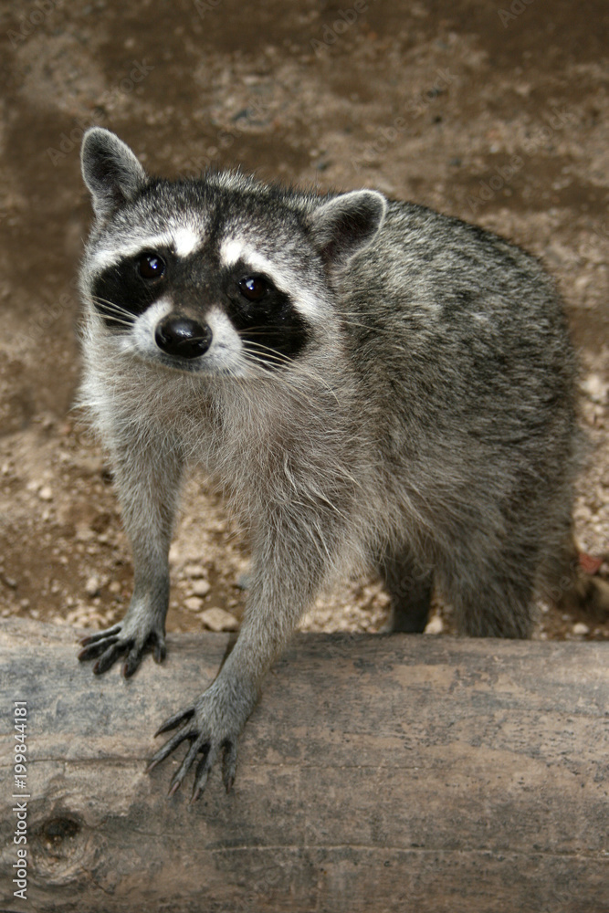 Mapache procyon Mapache procyon