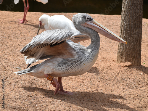 pelecanus
