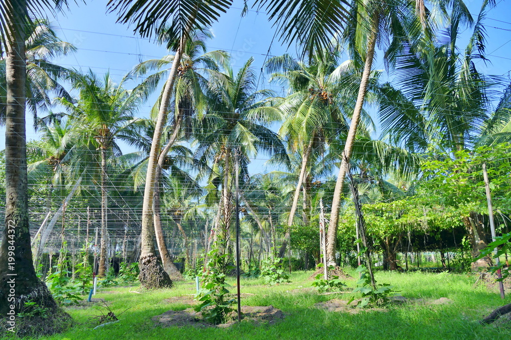 Palm tree plantation, tropical island Palm tree plantation, tropical island