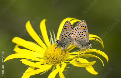 Butterfly in nature (Tomares nesimachus) photo