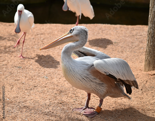 pelecanus