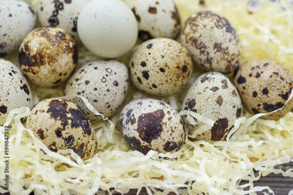 Quail eggs of different colors on straw Quail eggs of different colors on straw