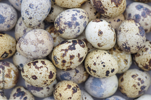 Quail eggs closeup