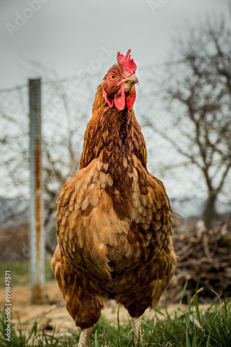Hen standing on the green grass in the gaden. Hen  is posing to camera.