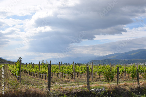Rows of grape vines in a fields. Gjirokaster, Albania.