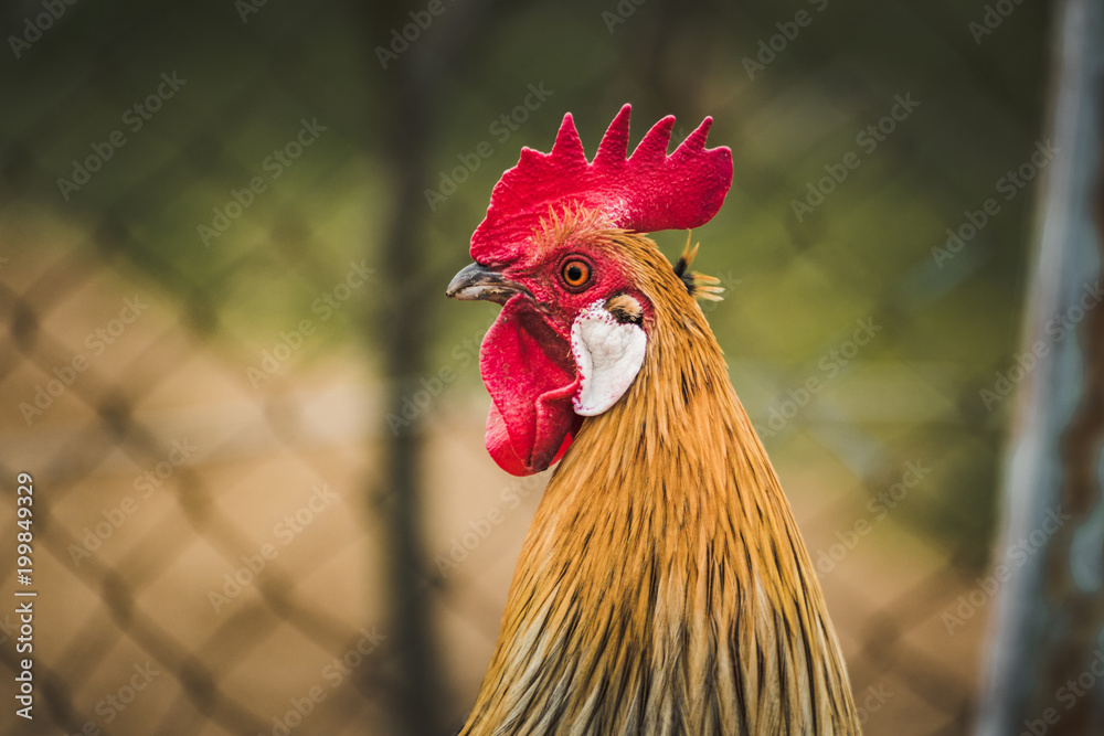 Beautiful and colorful Rooster (Phoenix chicken) in the garden. Rooster with red comb