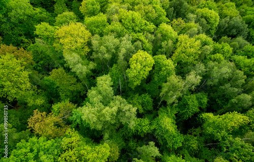Aerial view o the forest. Beautiful natural background at the summer time