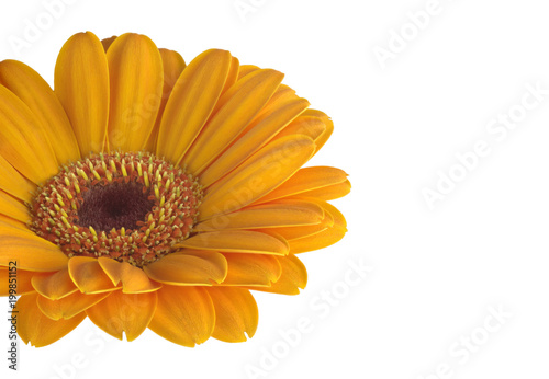 Beautiful gerbera flower with yellow petals and yellow heart on white isolated background. Pattern for the designer.