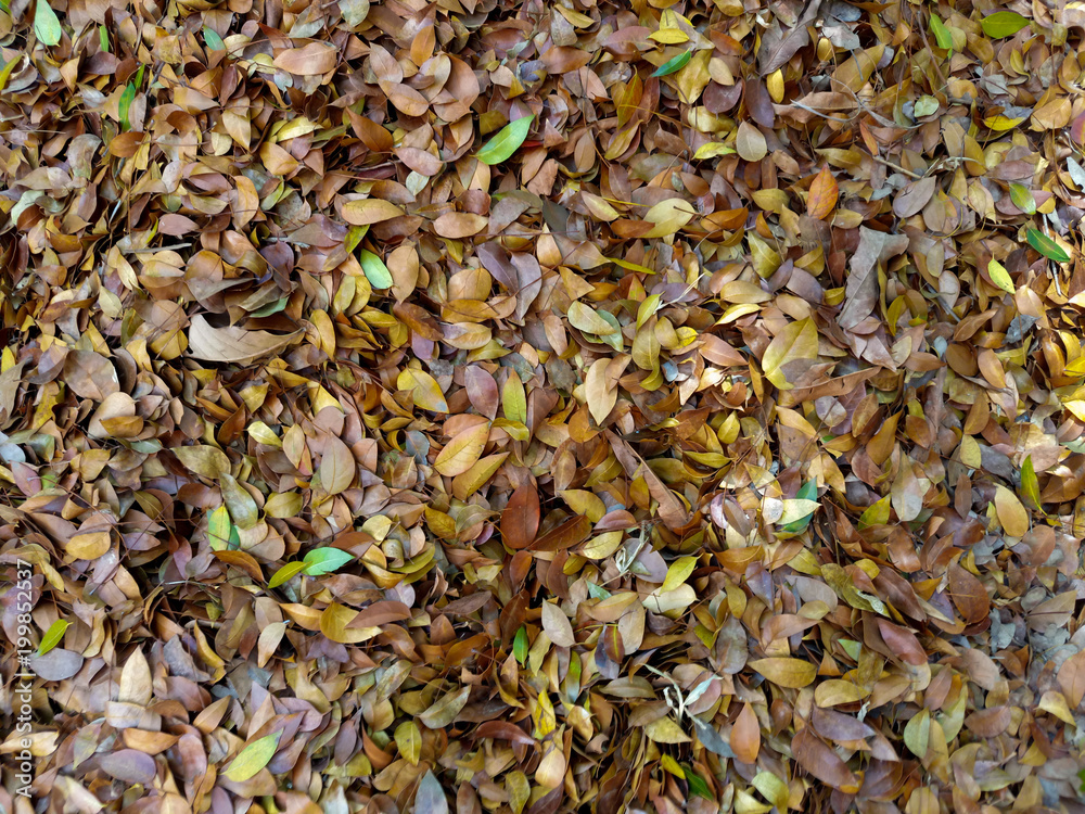 Fallen leaves in the process of drying