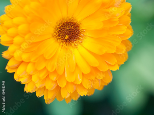 Orange flower calendula Background. Extreme macro shot