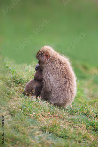 Cuadro en lienzo Snow monkey keep protective her cup