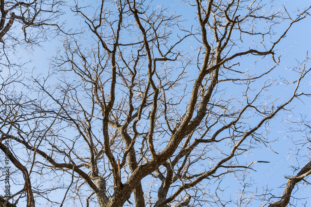 branches of dry oak against a blue sky, abstract background branches of dry oak against a blue sky, abstract background