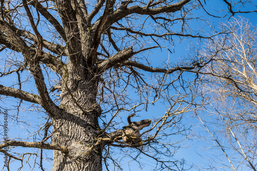 part of the trunk and branches of dry oak tree against the blue sky, abstract background part of the trunk and branches of dry oak tree against the blue sky, abstract background