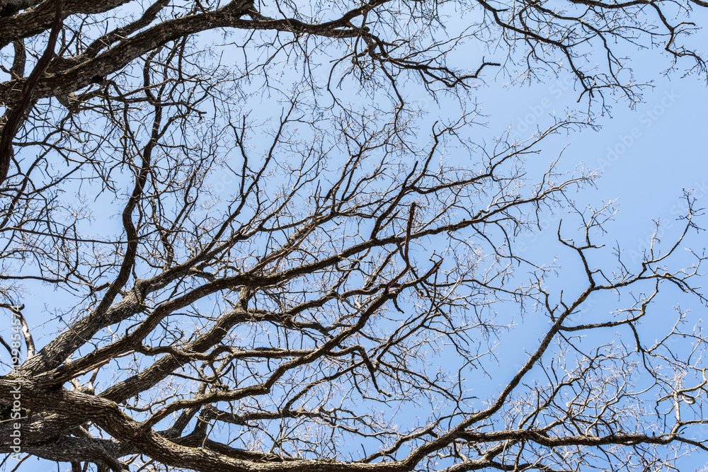 branches of dry oak against a blue sky, abstract background branches of dry oak against a blue sky, abstract background