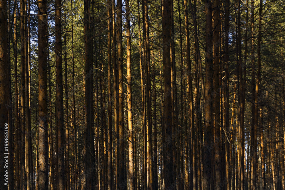 background - wall of sunlit golden pine trunks in the forest background - wall of sunlit golden pine trunks in the forest