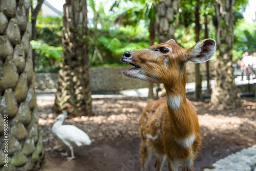 Deer at Bali Zoo in Indonesia © Pierre