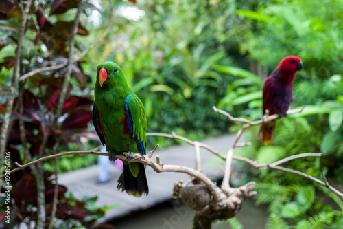 A green parrot at Bali Zoo
