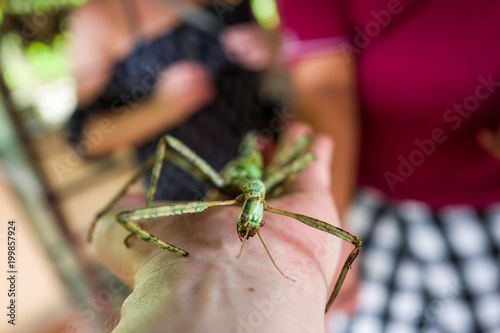 Annam walking stick on hand in Bali Butterfly Park photo