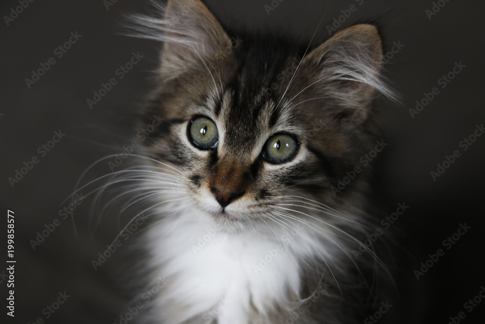 Longhaired Kitten Portrait Longhaired Kitten Portrait