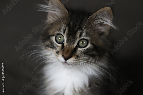 Longhaired Kitten Portrait