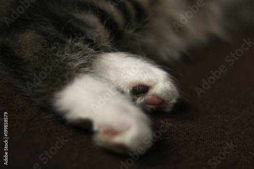 Kitten Paws © Shelby