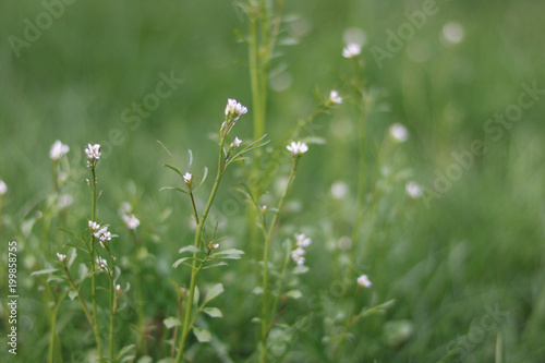 Small White Flower Background