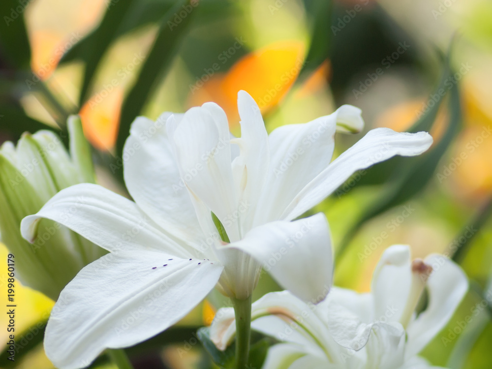 Floral background with white lily Floral background with white lily