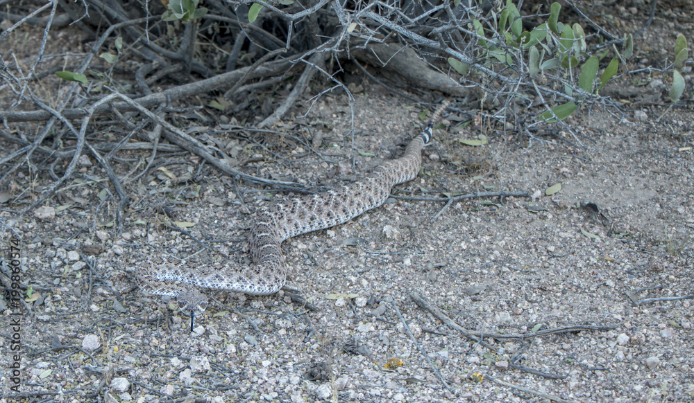 Diamondback rattle snake in Desert near Scottsdale, Arizona