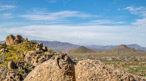Arizona lizzard with desert background and sky photo