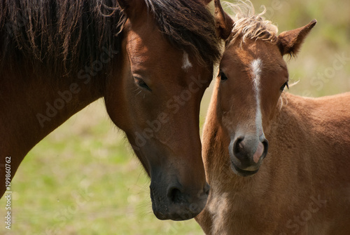 Mother and foal