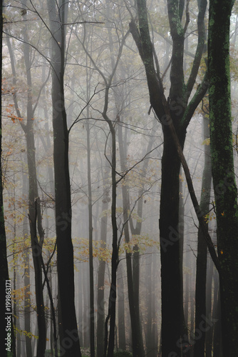 A fog filled forest creates a spooky landscape 