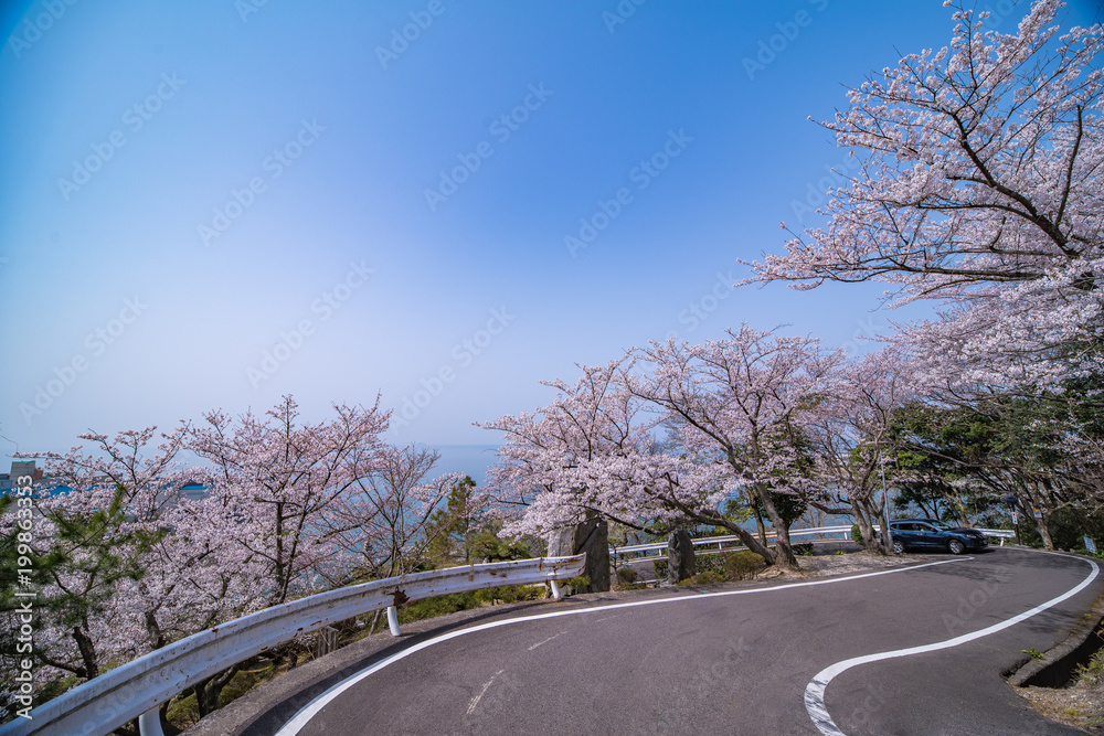 Fototapeta premium 桜と道