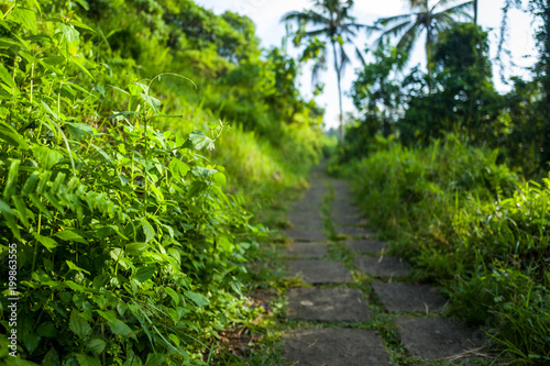 The Campuhan Ridge Walk in Ubud, Bali