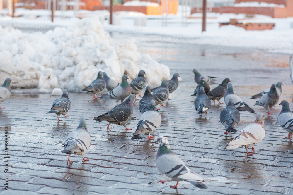 Fototapeta premium Pigeons on the town square in the spring