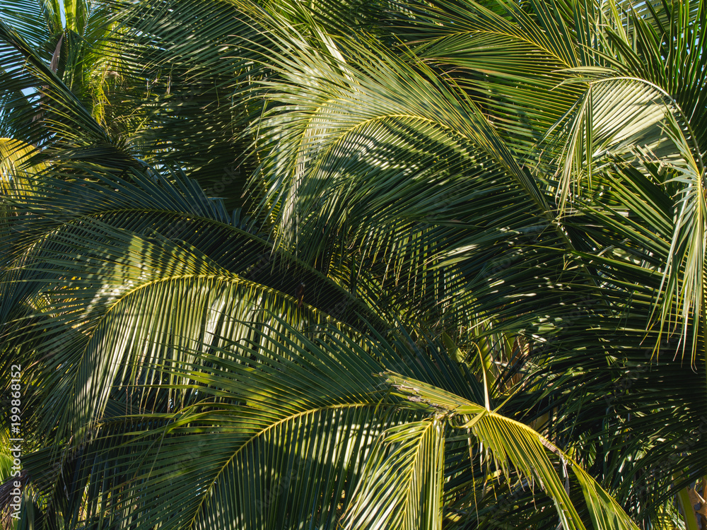 coconut leaf background pattern