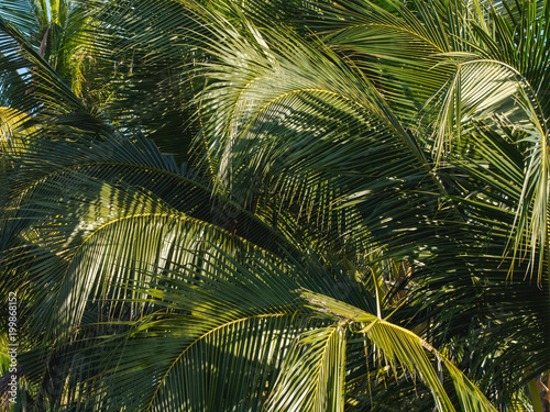 coconut leaf background pattern