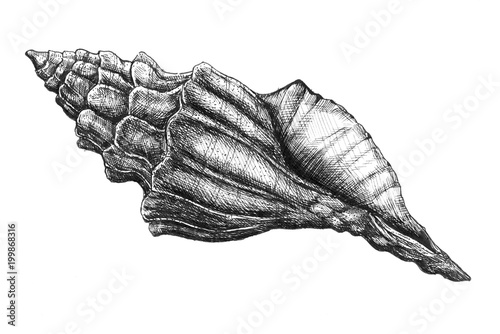 Cuadro en lienzo Hand drawn conch shell isolated