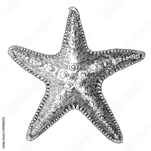 Hand drawn sea starfish isolated