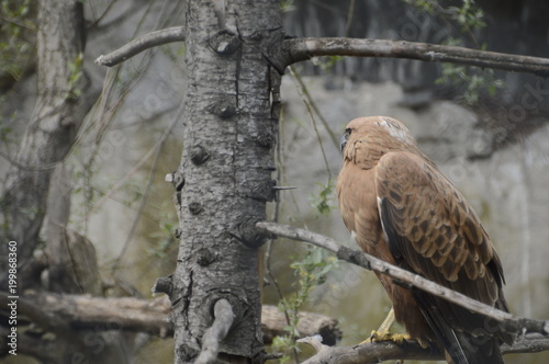 Hawk