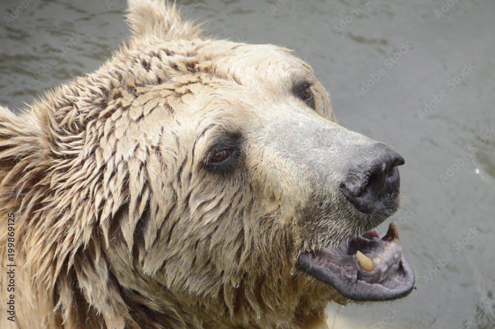 Fototapeta premium Ayı