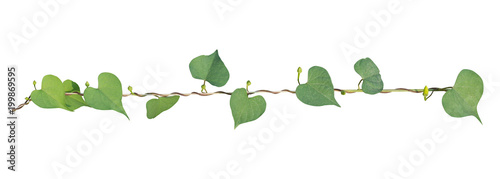 vine plant isolated on white background. Clipping path