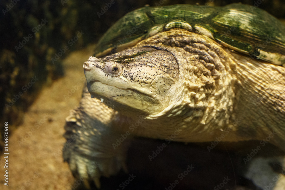 Common snapping turtle (Chelydra serpentina) in the oceanarium.